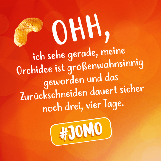 Meine Orchidee hat Größenwahn.